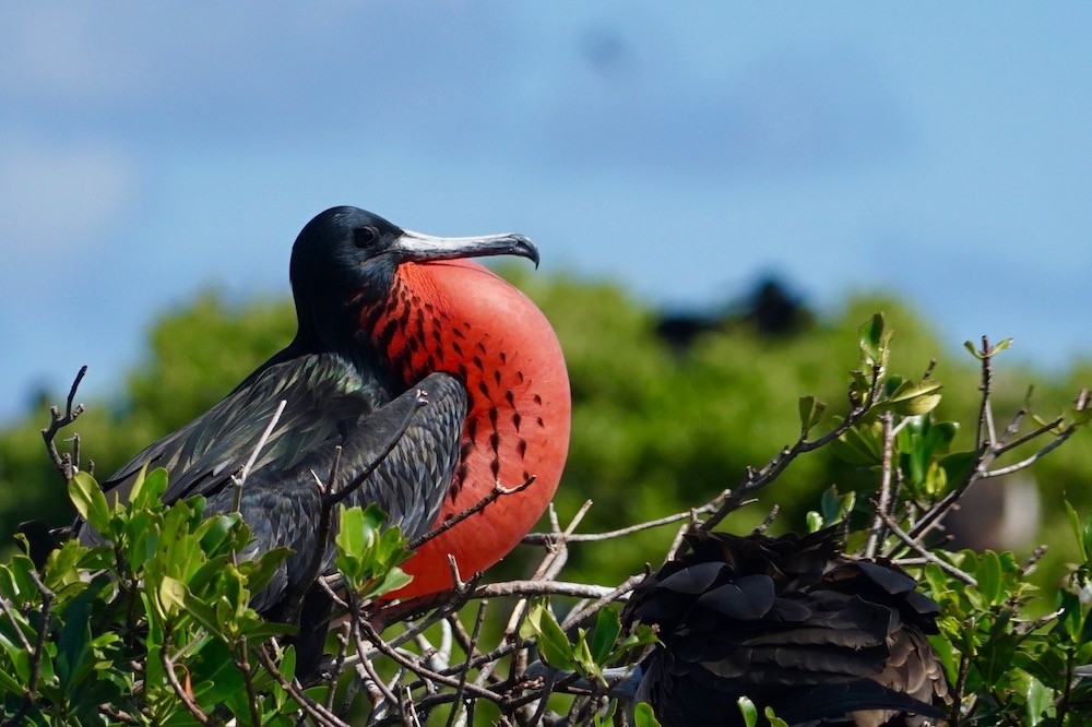 Frigatebird Sanctuary 4