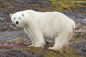 Polar Bear, Lower Savage Islands