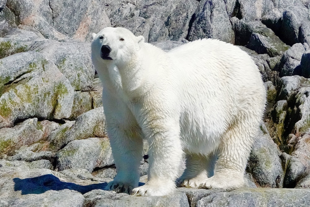 Silversea Expeditions Canadian Arctic Polar Bear