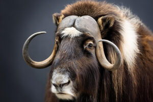 Silversea Expeditions Arctic Musk Ox